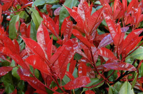 Photinia Red Robin foliage